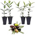 Olive Tree Arbequina (4 Pack) Real Olea Europaea | Easy to Grow Plants | Great Gift for Celebrations | Grow Your own Food on Your Edible Organic Garden| Edible Fruit Plant Live for Planting|