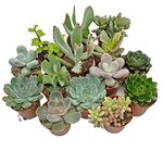 5 Succulent Starter Plant Collection Indoor Cacti Houseplants Terrarium Plants