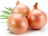 Seedscare™ Onion Bulk professional seeds gavran -500gm seeds pack