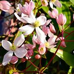 Clematis armandii Plant 'Apple Blossom' Winter Flowering Fragrant Pink Blooms Hardy Climbing Shrub Easy to Grow Your Own Garden Vigorous Evergreen Climber 1 x 2 Litre Potted Plant by Thompson & Morgan