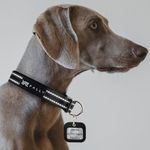 PALLY Pets' Products Adjustable Reflective Dog Collar with Name Tag, Polyester Dog Belt with Pet ID (Medium)