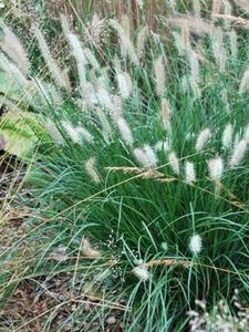 Perennial Farm Marketplace Pennisetum alop. 'Hameln' (Dwarf Fountain) Ornamental Grass, Size-#1 Container, Coppery Tan Tassels