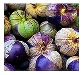 PREMIER SEEDS DIRECT TOMATILLO - Purple - PHYSALIS IXOCARPA - 50 Seeds