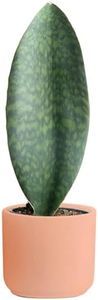 Costa Farms Whale Fin Sansevieria, Easy to Grow Snake Plant Houseplant, Live Indoor Gardening Gift, Unique Room Decor for Home or Office, Potted in Decorative Pot, 16-22 Inches Tall