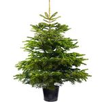 GardenersDream Nordmann Fir Pot Grown Christmas Tree - Real Live Fresh Living Potted Plant (4ft, 120cm - Delivery Week 1: 11th Nov - 15th Nov)