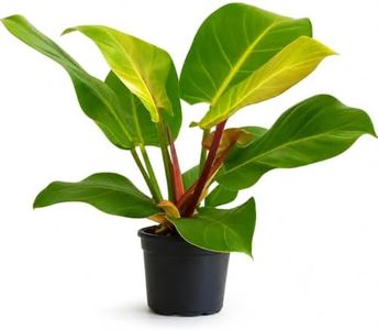 Philodendron Yellow Flame Live Plant - Rare Golden Variegated Houseplant
