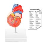 Life Size Human Heart Model, 2-Part Accurate Numbered Heart Medical Anatomy Model, with Magnets on Base - Perfect Educational Heart Model Tool