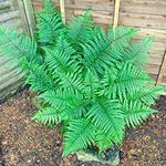 UGANIO PLANT Ferns Indoor Live Plant || Boston Ferns || for Home Decoration & Natural Air Purification || Pack of 1.