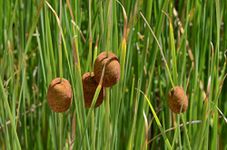 PondPlantsUK - 2 x Marginal Plants - Including a Pot and Compost - Live Water Plant Aquatic Pond Lake Marginal (Typha Minima)