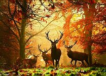 Jigsaw Puzzles 1000 Pieces for Adults Difficult Hard Jigsaw Puzzles for Women Men Premium Cardboard Precise Interlocking Elk Autumn（28 x 20 Inch)