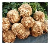 PREMIER SEEDS DIRECT - Celeriac - Giant Prague - 2.5 Grams