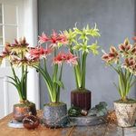 Gurveplantationi Combo of Bulbs for Indoor Home Decor | Flowering Bulbs Plant with Pot