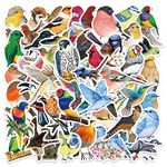 Colourful Bird Stickers for Laptop(50 Pcs),Gift for Teens Adults Girl,Waterproof Watercolor Bird Stickers for Water Bottle,Trendy Vinyl Stickers for Journal,Dairy,Scrapbook