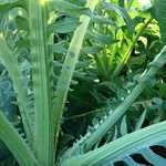 Gobbo Di Nizzia Cardoon Seeds - Fro