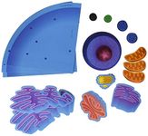 Learning Resources Giant Magnetic Animal Cell