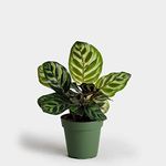 LITTLE JUNGLE Peacock Calathea Makoyana - Healthy Live Plant with White Pot, Air Purifying Plant, Indoor Plants for Living Room, Gifting, Bedroom Plants, Garden, Balcony, Best Home Décor & Office Desk