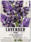 Seed Needs, True English Vera Lavender Seeds - 2,500 Seeds for Planting Lavandula angustifolia - Untreated & Non-GMO Fragrant Herbs for an Outdoor Garden (1 Pack)