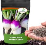 Outsidepride Purple Top Turnip Seed