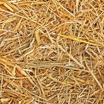 Mats Avenue Manually Extracted Natural Hay 450 Grams and 10 Meter Jute Twine for Making Christmas Crib (450 Grams)