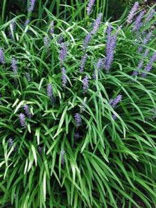 Perennial Farm Marketplace Liriope m. 'Big Blue' (Lilyturf) Ornamental Grass, Size-#1 Container, Lilac Colored Flowers
