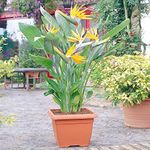 GardenersDream Strelitzia Indoor House Plant - Bird of Paradise Plant in Pot - Exotic African Tropical Indoor Flowering Plant for Home or Office - Great Gifts for Plant Lovers (40–50 cm)