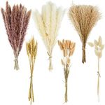 CRFNI 100 Pcs Pampas Grass - Natura