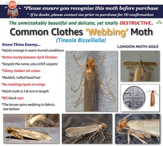 London Moth Killer Sticky Pheromone Traps, 10-Pack – Clothes & Carpet