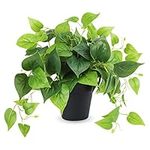 JPSOR Faux Plants for Home Décor, S