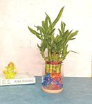 Guuchuu 2 Lucky Bamboo Plant with Round Glass Bowl and Colored Jelly Balls (Green)