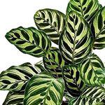 The Four Seasons Calathea Makoyana | Peacock Plant | Natural Live Prayer Plant in Pot