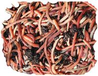 Wormcity 500g of Medium Dendrobaenas, Includes Caring For Your Worms Leaflet