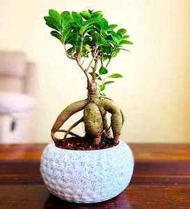 Abana Homes Ficus Bonsai Plants For Home Indoor Live in Ceramic Pot - 4 Years Old 25 cms For Living Room, Office Plants | Plant Gifts