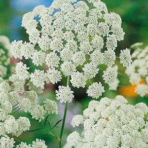 Outsidepride 1/4 lb. Annual Ammi Majus Bishop's Wild Flower Seed for Planting