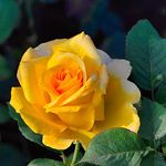 Rose Bare Root 'Breeder's Choice Gold' Hybrid Tea Rose Hardy Shrub Summer Flowering Garden Plants Easy to Grow Your Own Excellent Cut Flower 1 x Bare Root Plant by Thompson and Morgan