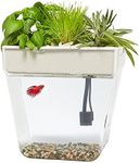 Back to the Roots Indoor Aquaponic Garden - 3 Gallon Self Watering, Mess-Free Planter and Self-Cleaning Fishtank for Herbs, Microgreens, Bamboo, Succulents, and Houseplants, support Fish