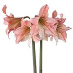 Marde Ross & Company Tinkerbell Amaryllis | Peach Color | 28-30 cm Bare Root Bulb | Elegant Floral Display | Ideal for Indoor & Outdoor Planting