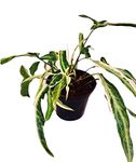 The Four Seasons Syngonium Starlite Rare Natural Live Plant in Pot