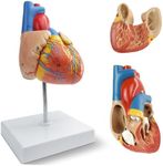 NEW HORIZON Human Heart Model,2-Part Life Size Cardiac Anatomical Model, 48 Accurate Numbered Anatomical Structures with Number Manual, Magnets, Display Base, for Classroom and Cardiology Study