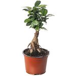 Ficus Ginseng Bonsai Tree Tall Indoor Plants Exotic Large Trees for Your Home (20-30cm incl. Pot)