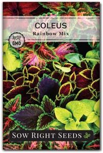 Sow Right Seeds - Coleus Rainbow Mix Seeds for Planting - Beautiful Flowers to Plant in a Home Garden - Indoors or Outdoors - Non-GMO Heirloom Seeds - Attractive & Colorful - Great Gardening Gift (1)