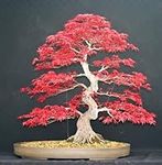 Japanese Red Maple Bonsai Tree Seeds, Home Garden Maple Tree,