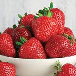 Strawberry 'Marshmello' Fast Growing Bare Root Garden Bush Fruit Plants (10 Plants)