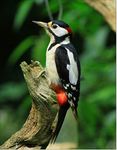 doodlecards British Birds and Wildlife Woodpecker Birthday Card Medium Size with Plain Envelope