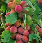 Prunus Victoria Plum Fruit Tree 2-3Yr 6ft Supplied in a 7 Litre Pot by DirectPlants™