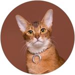 European Vintage Handmade Velvet Cat Choker Collar (XS (6.7", 4.4 lbs), Silver-Cresent-Beads)