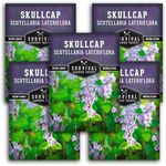 Skullcap Seed for Planting - 5 Packets with Instructions to Plant and Grown American Native Scutellaria Lateriflora in Your Home Herb Garden - Non-GMO Heirloom Variety - Survival Garden Seeds