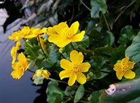 Lincolnshire Pond Plants Ltd Marginal Plants - Live Water Plant Aquatic Pond Lake Marginal - Pond Plants (Caltha Palustris) - 9cm Bareroot