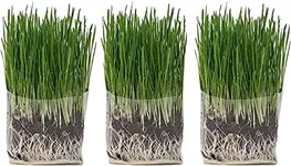 The Cat Ladies Cat Grass Grow Bag Kit, Organic Cat Grass for Indoor Cats, Cat Grass Seeds, Soil & Grow Bags 3 Pack