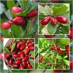 Aiden Gardens Miracle Fruit Seed Synsepalum dulcificum Tropical Exotic Berry Rare Seasonal 1 Seedling Plant
