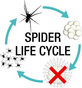 NOPE Spider Killer Spray 5L – Indoor & Outdoor Insect Control